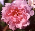 Pink Grootendorst